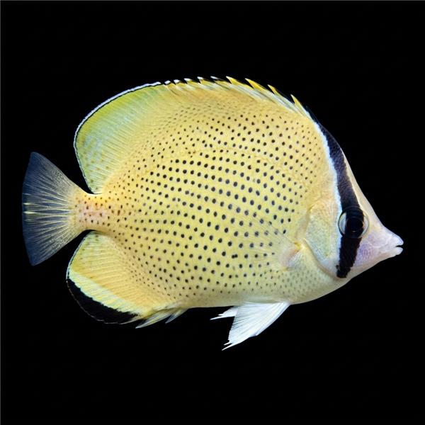 فرشته ماهی کورال بیوتی coral beauty angelfish