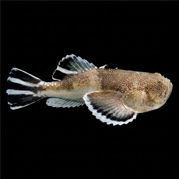 فرشته ماهی کورال بیوتی coral beauty angelfish