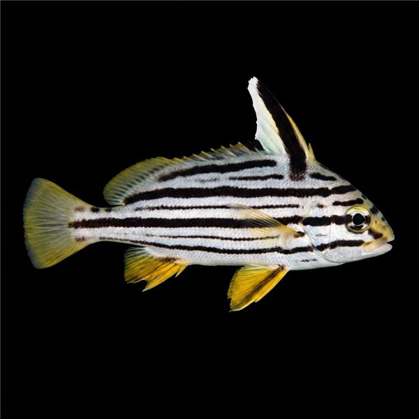 فرشته ماهی کورال بیوتی coral beauty angelfish