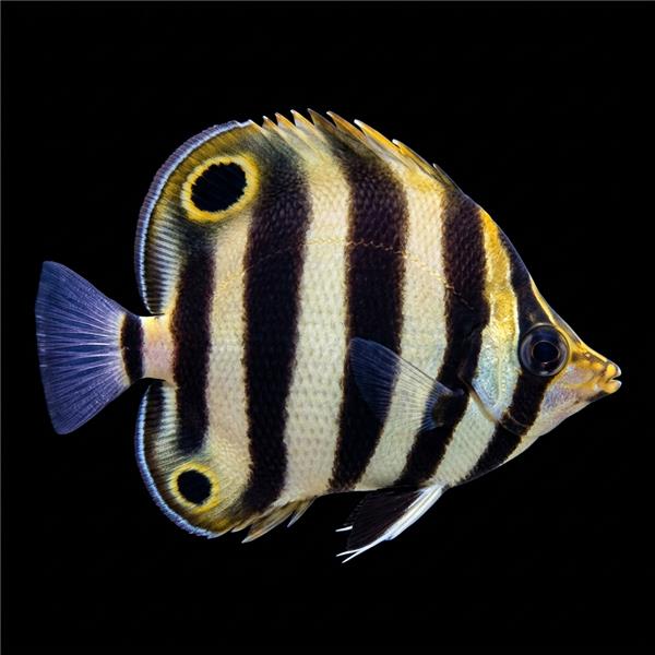 فرشته ماهی کورال بیوتی coral beauty angelfish