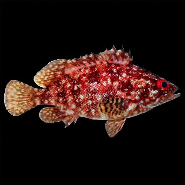 فرشته ماهی کورال بیوتی coral beauty angelfish