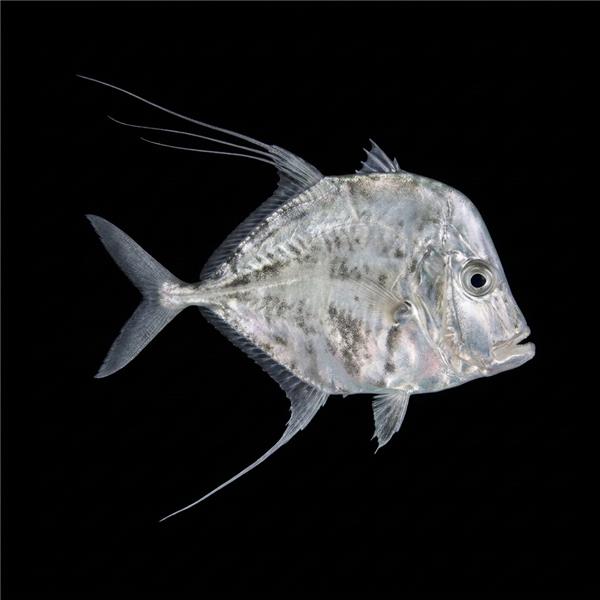 فرشته ماهی کورال بیوتی coral beauty angelfish