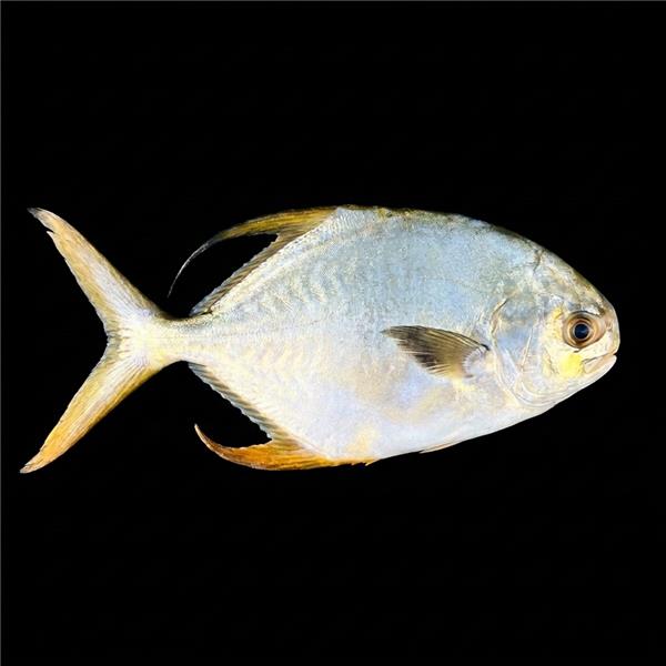 فرشته ماهی کورال بیوتی coral beauty angelfish
