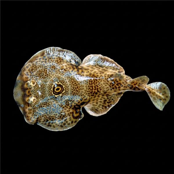 فرشته ماهی کورال بیوتی coral beauty angelfish