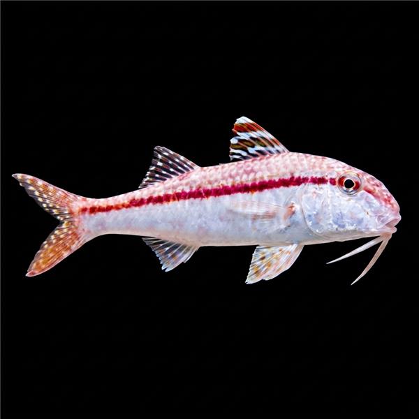 فرشته ماهی کورال بیوتی coral beauty angelfish