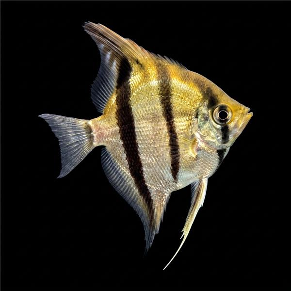 فرشته ماهی کورال بیوتی coral beauty angelfish