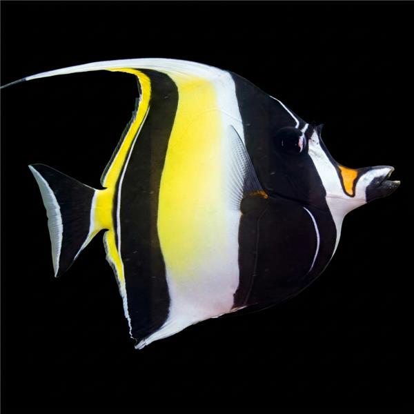 فرشته ماهی کورال بیوتی coral beauty angelfish