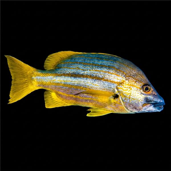 فرشته ماهی کورال بیوتی coral beauty angelfish