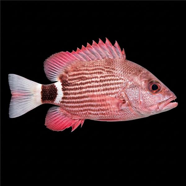 فرشته ماهی کورال بیوتی coral beauty angelfish