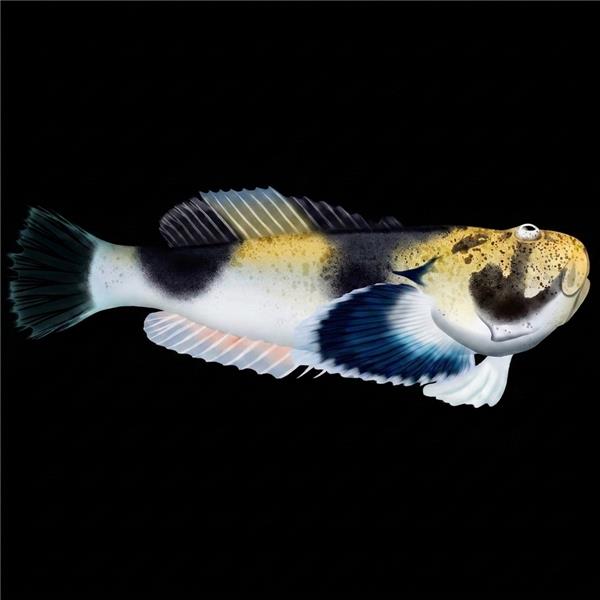 فرشته ماهی کورال بیوتی coral beauty angelfish