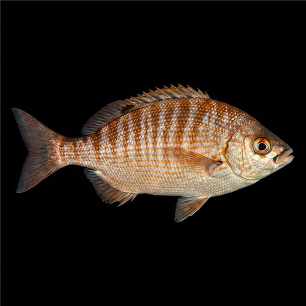 فرشته ماهی کورال بیوتی coral beauty angelfish
