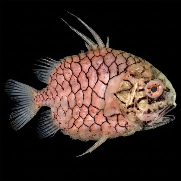 فرشته ماهی کورال بیوتی coral beauty angelfish