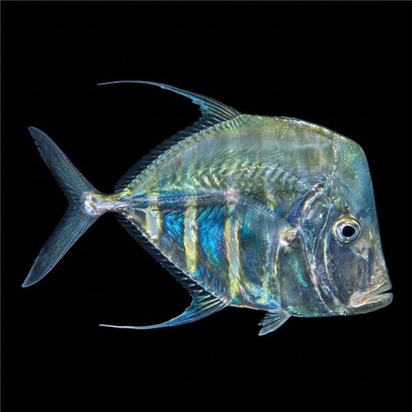 فرشته ماهی کورال بیوتی coral beauty angelfish