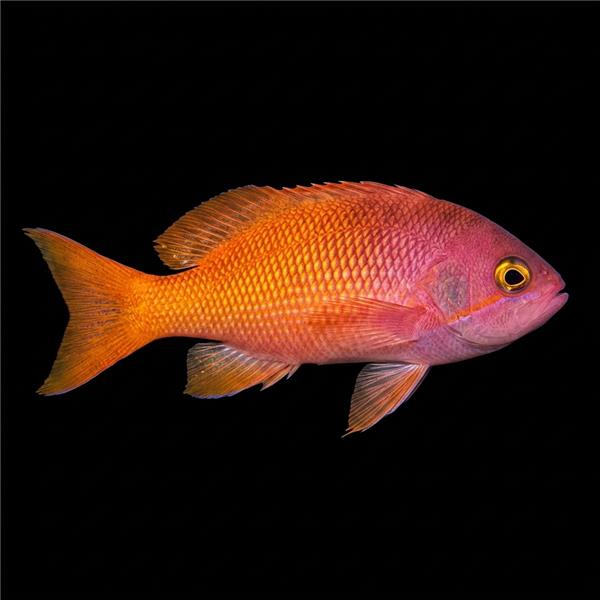 فرشته ماهی کورال بیوتی coral beauty angelfish