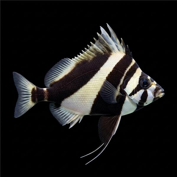 فرشته ماهی کورال بیوتی coral beauty angelfish