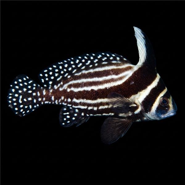 فرشته ماهی کورال بیوتی coral beauty angelfish