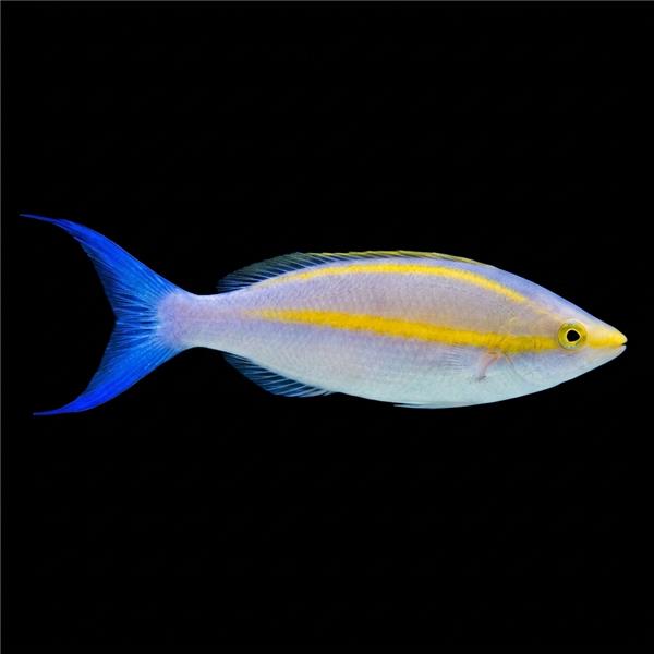 فرشته ماهی کورال بیوتی coral beauty angelfish