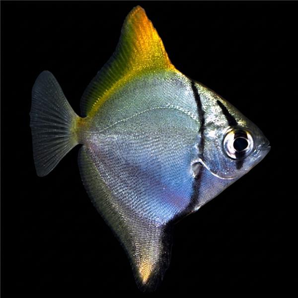فرشته ماهی کورال بیوتی coral beauty angelfish