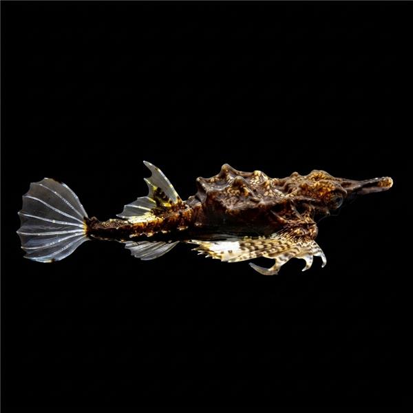 فرشته ماهی کورال بیوتی coral beauty angelfish