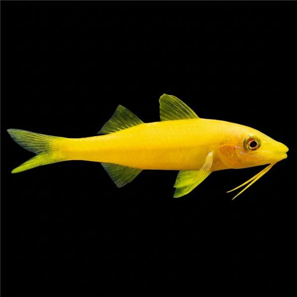 فرشته ماهی کورال بیوتی coral beauty angelfish