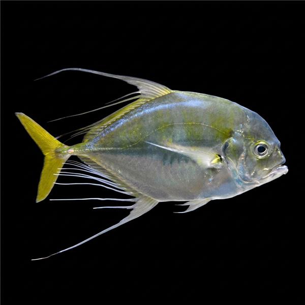 فرشته ماهی کورال بیوتی coral beauty angelfish