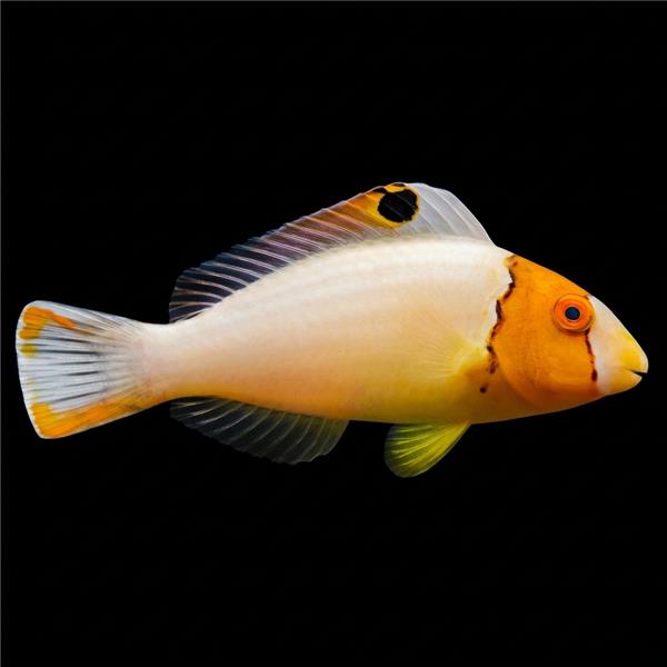 فرشته ماهی کورال بیوتی coral beauty angelfish