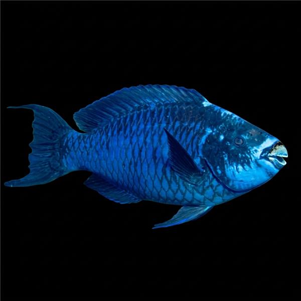 فرشته ماهی کورال بیوتی coral beauty angelfish