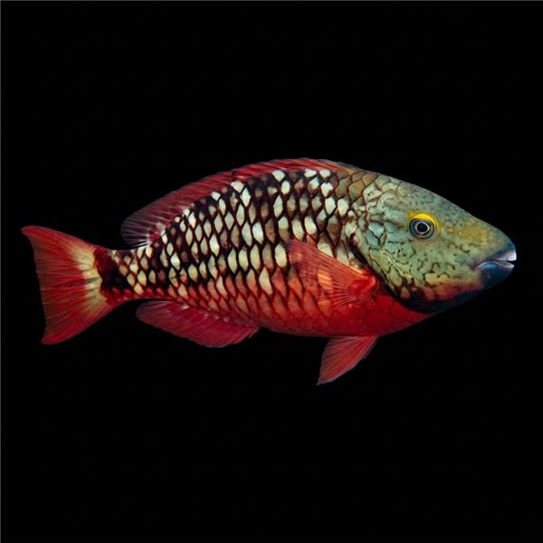 فرشته ماهی کورال بیوتی coral beauty angelfish