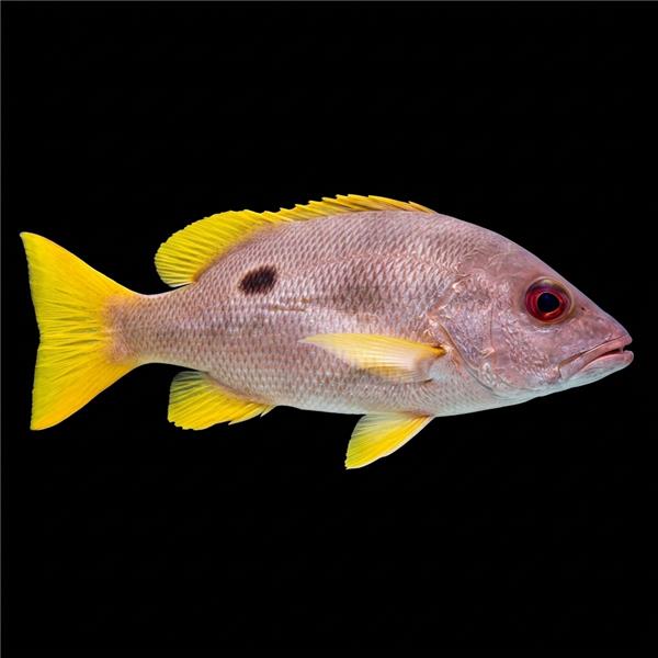 فرشته ماهی کورال بیوتی coral beauty angelfish