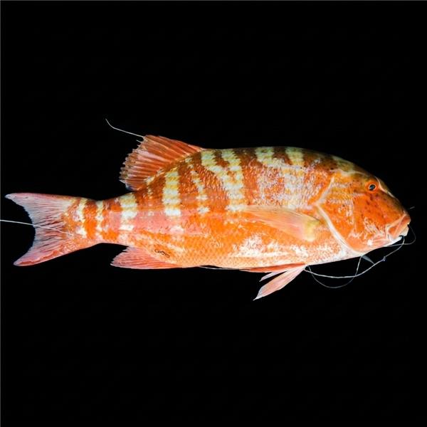 فرشته ماهی کورال بیوتی coral beauty angelfish