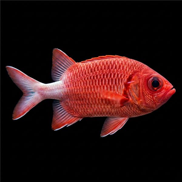 فرشته ماهی کورال بیوتی coral beauty angelfish