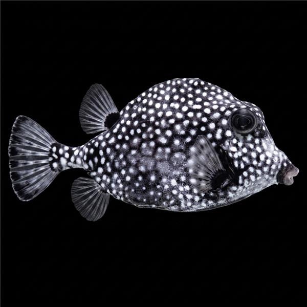 فرشته ماهی کورال بیوتی coral beauty angelfish