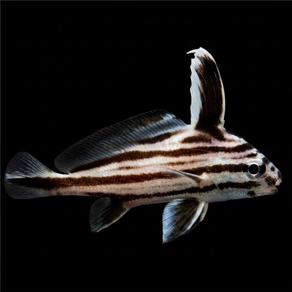 فرشته ماهی کورال بیوتی coral beauty angelfish