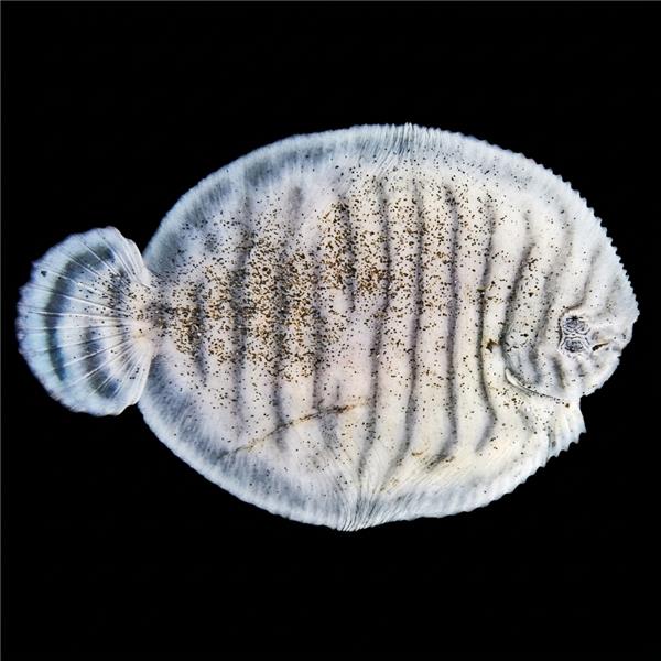 فرشته ماهی کورال بیوتی coral beauty angelfish