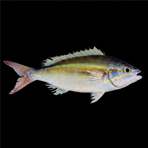فرشته ماهی کورال بیوتی coral beauty angelfish