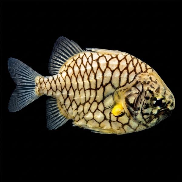فرشته ماهی کورال بیوتی coral beauty angelfish