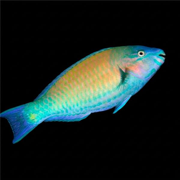 فرشته ماهی کورال بیوتی coral beauty angelfish