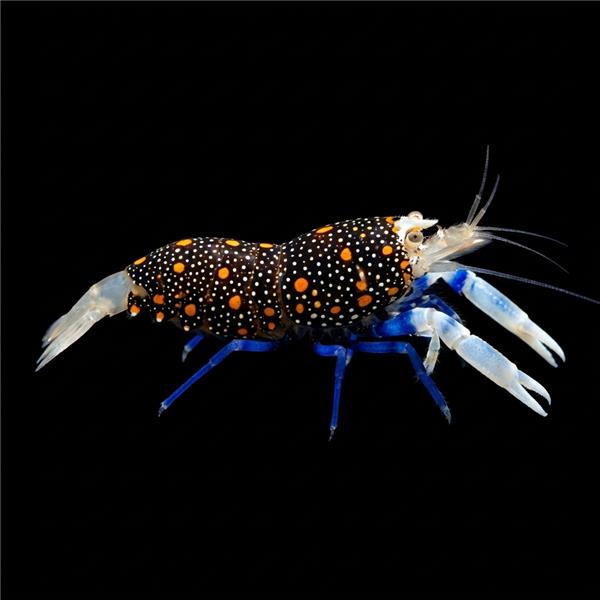 فرشته ماهی کورال بیوتی coral beauty angelfish