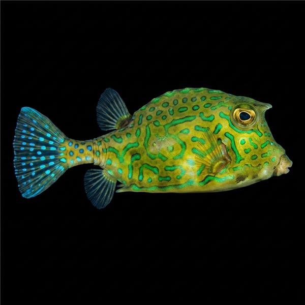 فرشته ماهی کورال بیوتی coral beauty angelfish