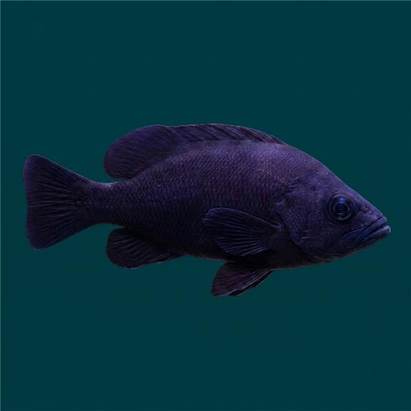 فرشته ماهی کورال بیوتی coral beauty angelfish