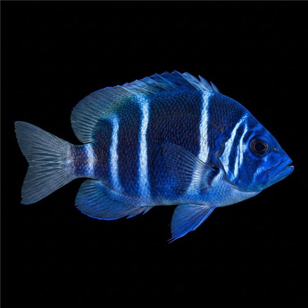 فرشته ماهی کورال بیوتی coral beauty angelfish