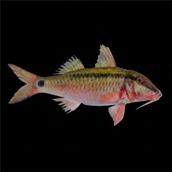 فرشته ماهی کورال بیوتی coral beauty angelfish