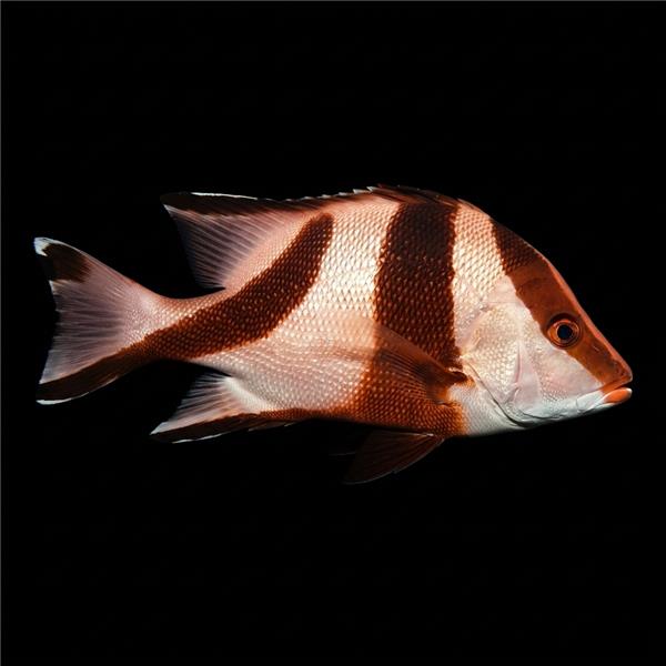 فرشته ماهی کورال بیوتی coral beauty angelfish