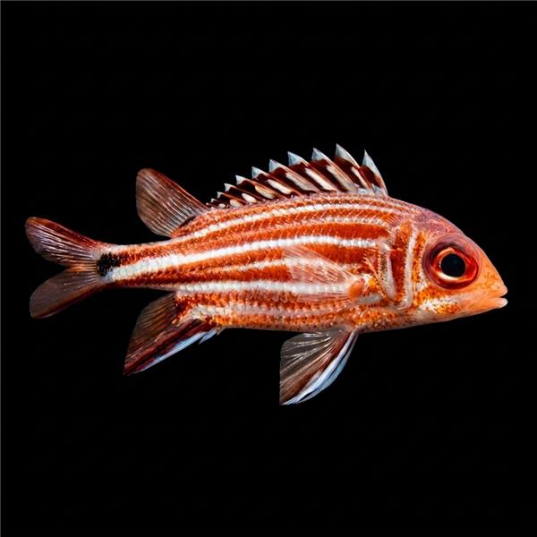 فرشته ماهی کورال بیوتی coral beauty angelfish