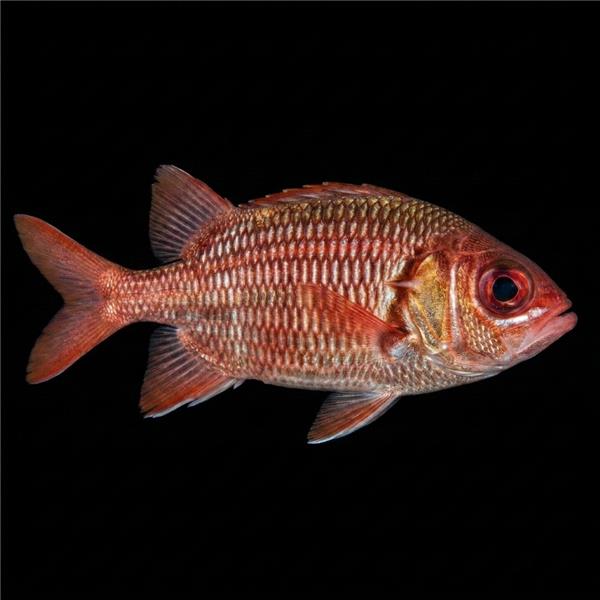 فرشته ماهی کورال بیوتی coral beauty angelfish
