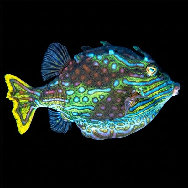 فرشته ماهی کورال بیوتی coral beauty angelfish