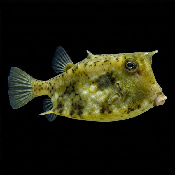 فرشته ماهی کورال بیوتی coral beauty angelfish