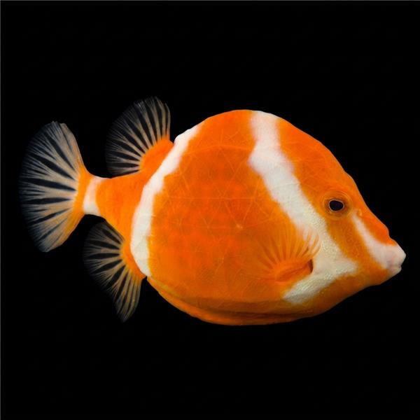 فرشته ماهی کورال بیوتی coral beauty angelfish