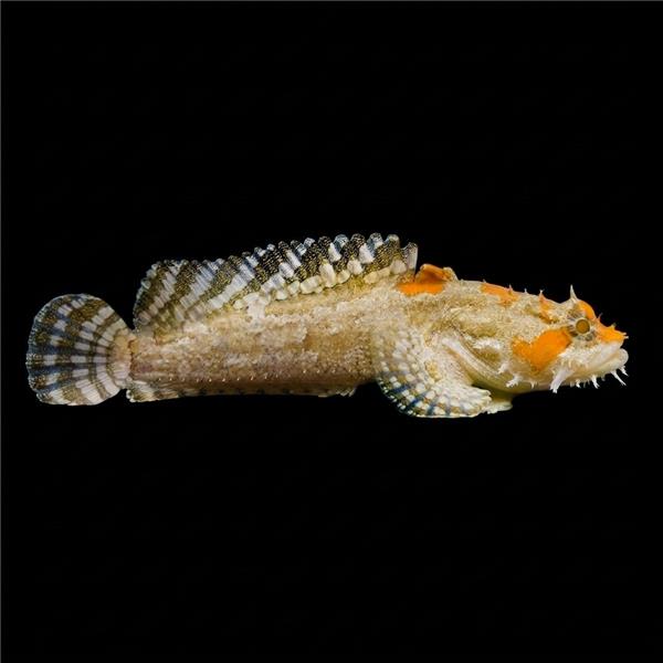 فرشته ماهی کورال بیوتی coral beauty angelfish