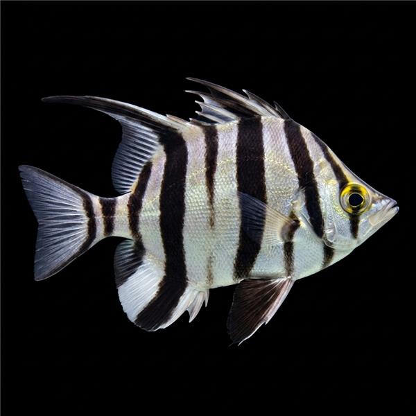 فرشته ماهی کورال بیوتی coral beauty angelfish